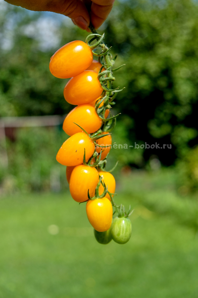 Томат  Datterini yellow (Даттерини Желтый), 10 шт