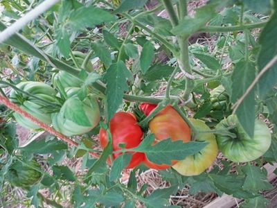 Томат Итальянский красный Джорджа Детсика (George Detsikas Italian Red)