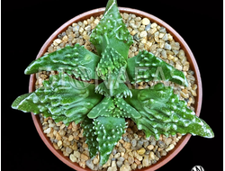 Faucaria Tuberculosa