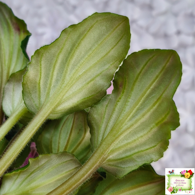 LV-Звезда в Ночи (Л. Шевелева) 2025 г. трейлер (клакамасный лонг)