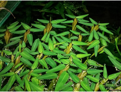 Гигрориза Аристата