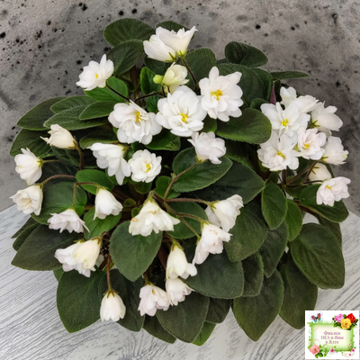 ЛЕ-Жемчужинка (Е. Лебецкая) 2018 г. трейлер