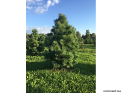 Сосна кедровая корейская - Pinus Koraiensis