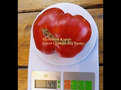 Томат Большая паста Керол Чико (Carol Chyko's Big Paste )