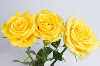 Еллоу бикини (Yellow bikini )