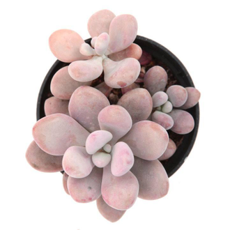 Pachyphytum Pink, Пахифитум, лунный камень, суккулент, род толстянковых
