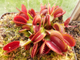 Dionaea muscipula "Red Shark Teeth"