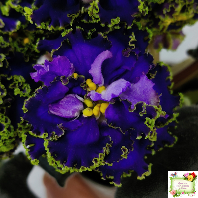 ЕК-Кудри Посейдона (Е.В. Коршунова) 2017 г. (лист посажен 01.11.25)