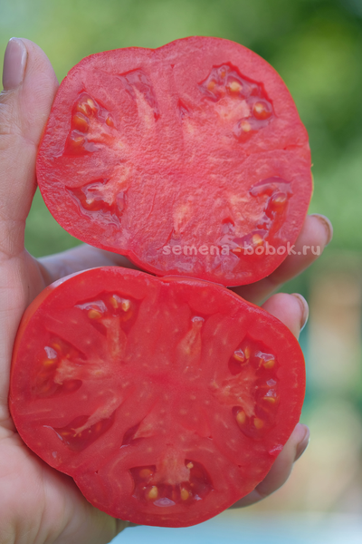 Томат Red Pear Franchi (Красные груши Франчи), 10 шт