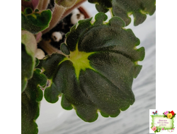 LV-Ланселот (Л. Шевелева) 2025 г. (клакамусный гёрл с кроновой пестролистностью) (стартер)