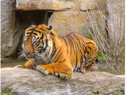 Купить греющую картину с фото лежащий тигр