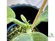 14/02/2025 hoya calicyna