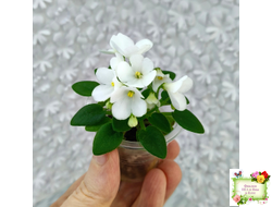 ЛЕ-Принцесса Лея (Е.Лебецкая) 2016 г. (детка)