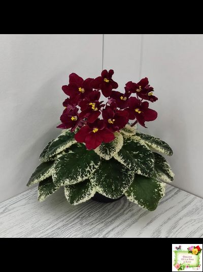 Mac's O'Scarlet O'Hara (G.McDonald) (Макс ОСкарлет Охара)