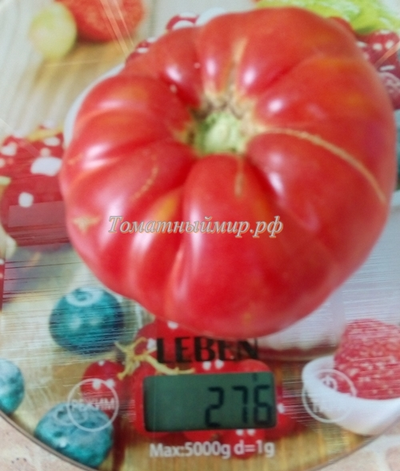 Томат Настоящий Бельмонте из Калабрии (Belmonte vero Calabro, Italy)