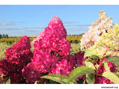 Гортензия Фрайс Мельба - Fraise Melba