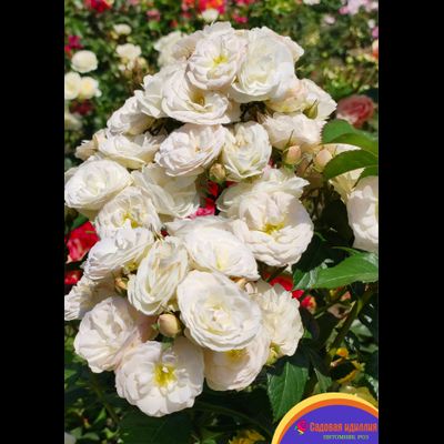 Букет Парфе (Bouquet Parfait)