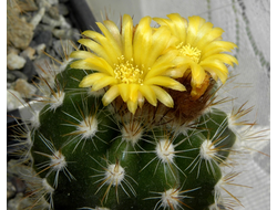 Parodia ayopayana L 961 - 5 семян