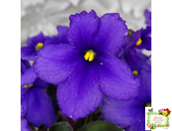 LV-БИГ (Л. Шевелева) 2024 г. трейлер (лист с детками посажен 15.08.25)