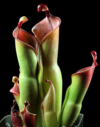 Heliamphora (Гелиамфора)