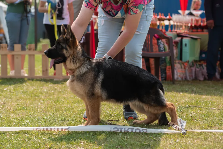 монопородная выставка г. Бронницы 28.05.2023 3 место класс беби  эксперт Ilija Radulovic (Сербия) 