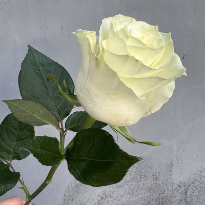 Роза Эквадор белая