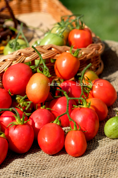 Томат Kecskemét 549 (Кечкемети-549), 10 шт