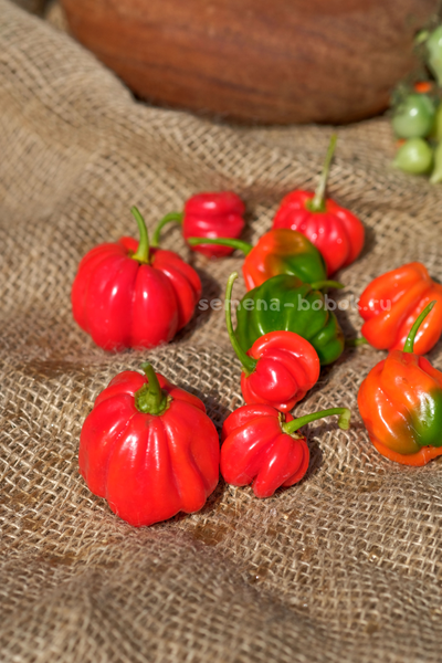 Перец острый Aji Dulce Rojo (Ахи Долче Рохо), 10 шт