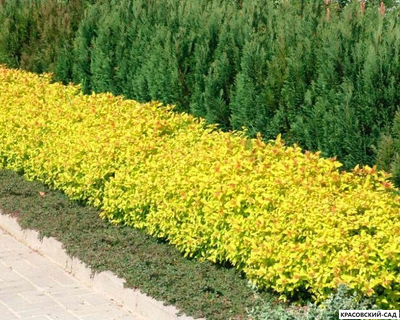 Живая изгородь из спиреи японской