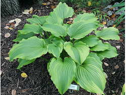 Хоста One Last Dance