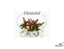 Эхинодорус Ред Даймонд (меристемный) Азия