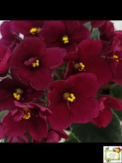 Jolly Mars (H.Pittman), #9718 (01/15/2007)