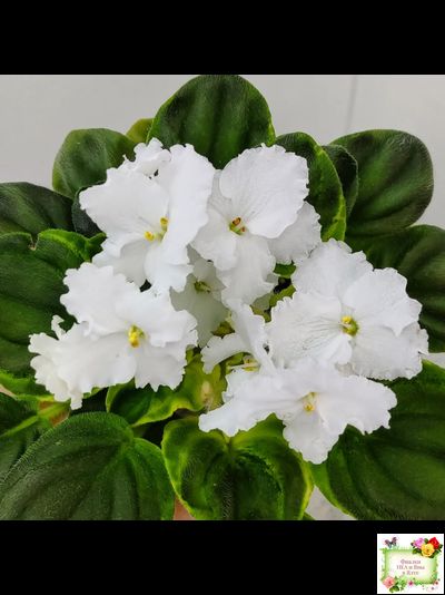 OS-Джунгарик (С.Осипова) (клакамас с кроновой пестролистностью)