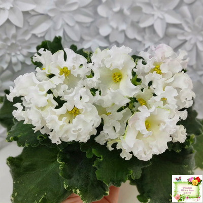 Dn-Macabeo (Д. Денисенко) 2019 г. (укоренённый лист)