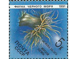 6215. Фауна Черного моря. Морской анемон