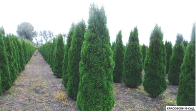 Туя Смарагд - Smaragd 2 метра