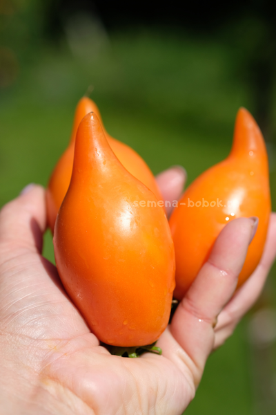 Томат Orange Walk (Оранжевая Прогулка), 10 шт