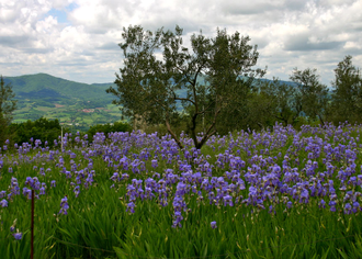 Ирис бледный (Iris pallida) 15% иронов 2г