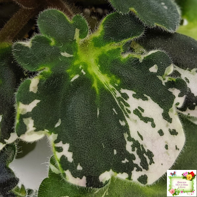 ЛЕ-Прага (Е.Лебецкая) 2017 г. (пестролистный гёрл-лист)