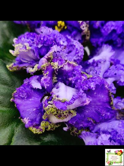 БР-Маленькое Счастье (С. и Н. Буркацкие) 2020 г.