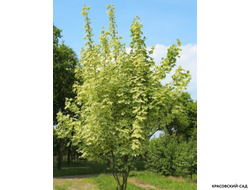 Клен остролистный Друммонди - Drummondii