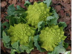 Капуста цветная (Романэско) Пунтоверде