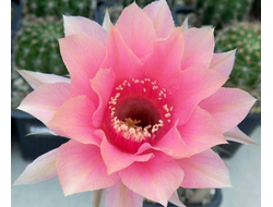 Echinopsis hybrid `Фламинго` X Echinopsis hybrid - 5 семян
