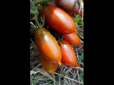 Томат Сосулька черная