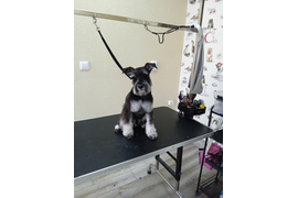 Цвергшнауцер ЭЛВИС