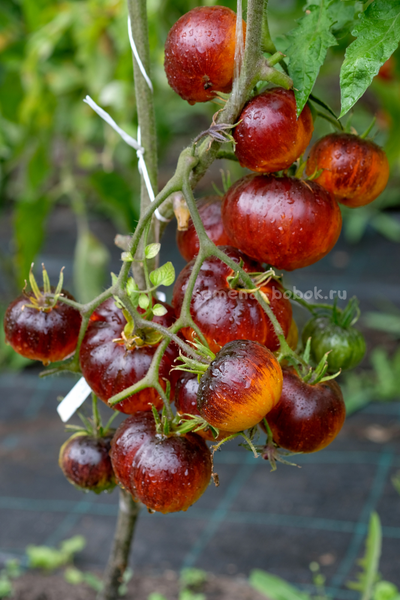 Томат Strangelove (Странная Любовь), 10 шт