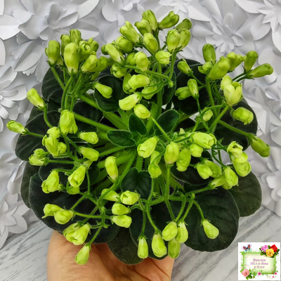 Emerald Bell (О.Барышева) 2016