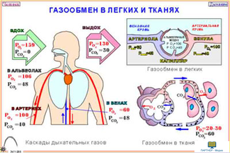 Человек и его здоровье. Дыхание (10 шт), комплект кодотранспарантов (фолий, прозрачных пленок)