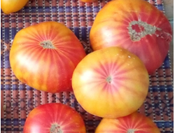 Томат Желто-оранжевые от Умриловой