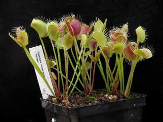 Dionaea muscipula Spider